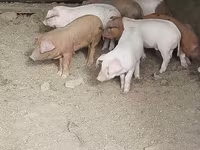 Schweine (Partie, Geschlecht nicht angegeben), Schweine — Foto 3