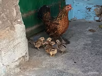 Japanisches Bantam — Foto 2
