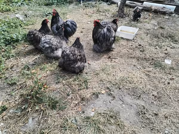 Brahma