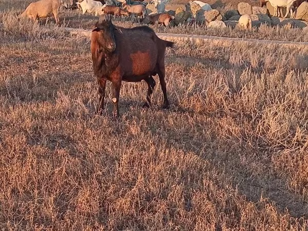 Ziegenbock, Italian Alpine goat