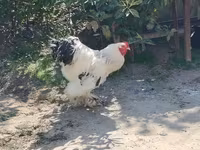 Brahma — Foto 1