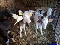 İnək, Simmental cattle — foto 2