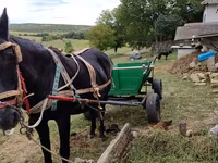 Mare, Horses — photo 3