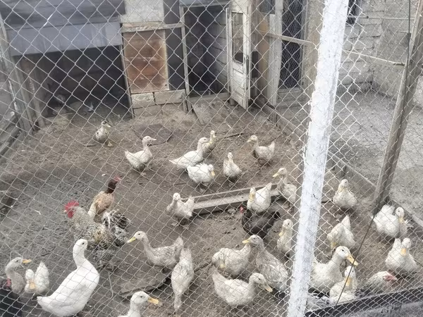 Ducks