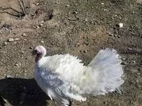 Blanca de pechuga ancha — foto 3