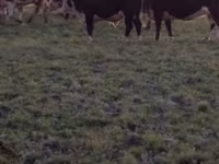 Бик, Казахська білоголова корова — фото 3