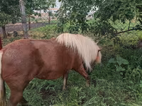 Stute, Australian Pony — Foto 4