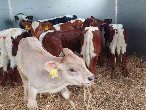 Buqa, Simmental cattle