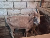 Ziege, Saanen goat — Foto 3