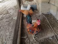 Chickens — 3-сурет