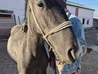 حصان, Thoroughbred horse — الصورة 4