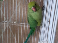 Qəfəslə erkəy 200 azn vatsap əlaqə Nimfa (Cockatiel) tutuquşu və qəfəs — الصورة 3