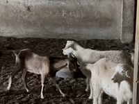 Keçilər (partiya, cinsi göstərilməyib), Nubian Goat — foto 3