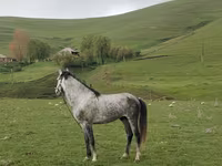 Hengst, Azerbaijan horse — Foto 1
