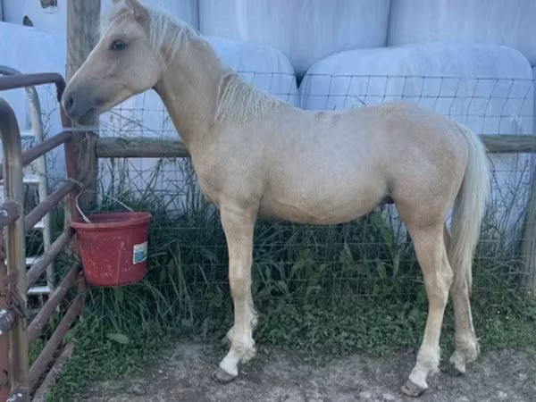 At, Palomino