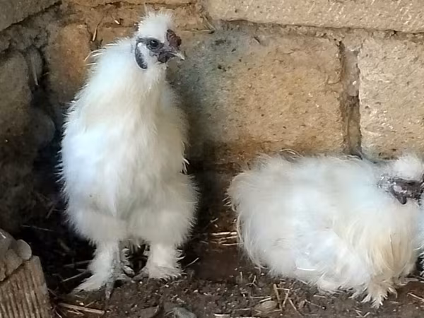 सिल्की