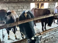Bulle, Kasachische Weißkopfkuh — Foto 7