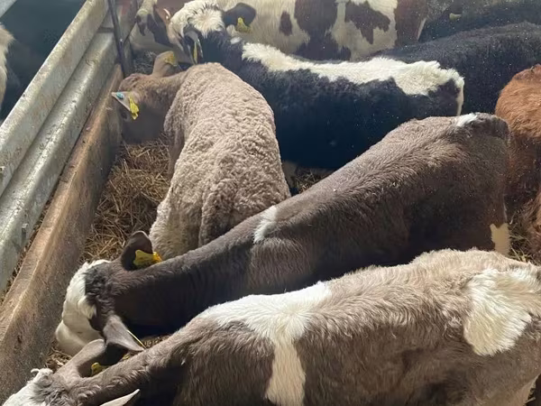Bulle, Simmental cattle