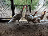 Blanca de pechuga ancha — foto 1
