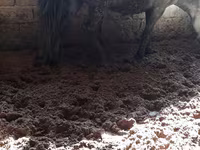 Madyan, Atlar — foto 5
