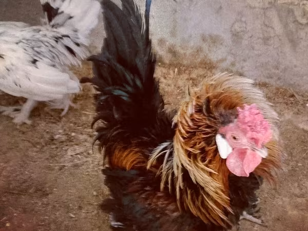 Chickens
