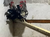 Chickens — Foto 2
