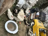 Ducks — photo 5