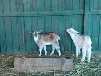 山羊（批次，未指定性别）, Saanen goat — 照片 8