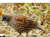 King Quail — 3-rasm