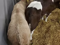 İnək, Simmental cattle — foto 5