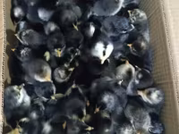 Chickens — foto 2