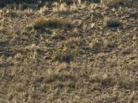 Horses (batch, sex not specified), Kazakh horse — photo 4