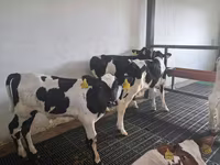 Bulle, Russian Black pied cattle — Foto 2