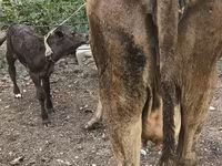 Сиыр, Simmental cattle — 4-сурет