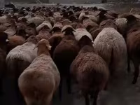 Qoʻchqor, Hissar sheep — 3-rasm