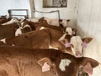 Toro, Simmental cattle — foto 1