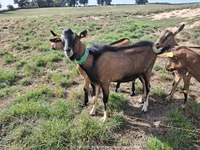 Goat, Alpine goat — photo 1