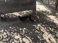 Ducks — Foto 2
