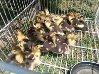 Ducks — 4-rasm