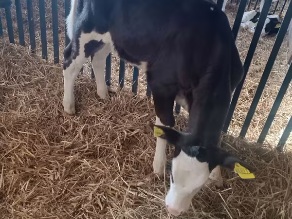 Kuh, Aberdeen-Angus