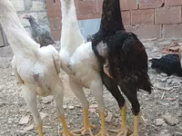 Chickens — الصورة 8