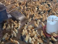 Ducks — फ़ोटो 5