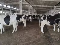 Kuh, Holstein-Rasse — Foto 4