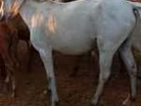 Yegua, Caballos — foto 4