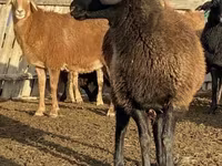 Schaf, Edilbay sheep — Foto 1