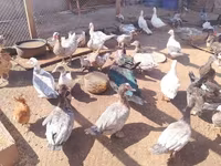 Ducks — फ़ोटो 1