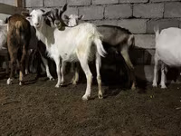 Ziege, Saanen goat — Foto 1