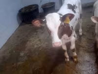 بقرة, Simmental cattle — الصورة 1