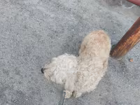 Kiçik ölçülü, qıvırcıq tüklü it üçün gəzinti kəməri və kaman komplekti — фото 3