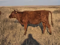 Sigir, Latvian Blue cattle — 3-rasm